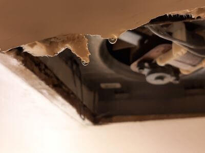 Professional mold removal services in Los Angeles